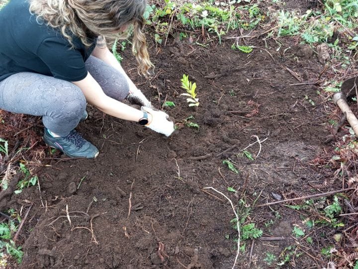 PLANTACIÓN DE ESPECIES AUTÓCTONAS EN GALLAMONDE