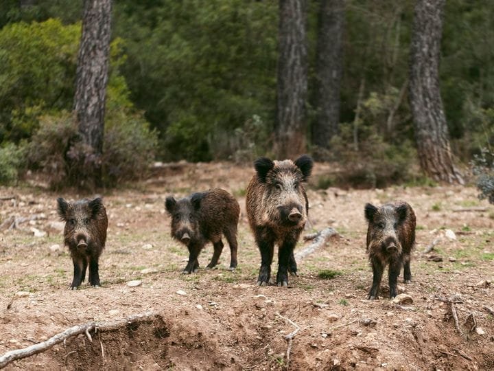 wild-boars-nature.jpg